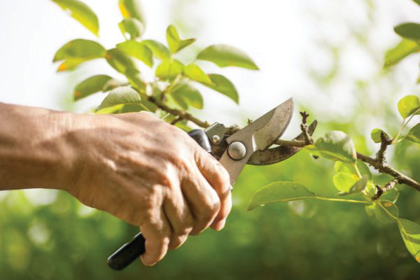 pruning